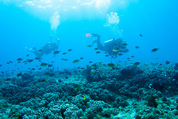 Gruppo Subacqueo Pesce Sole Sub