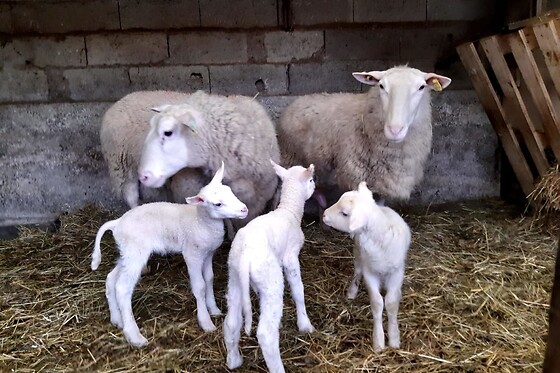 Terroir de familles - photo 2
