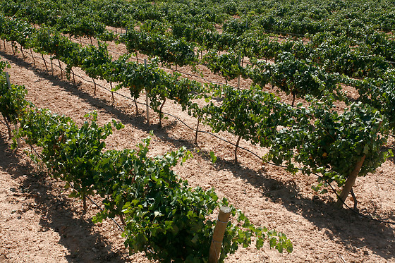 BODEGAS Y VIÑEDOS CASTIBLANQUE - photo 4