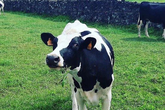 Azores Nature Tours - photo 25