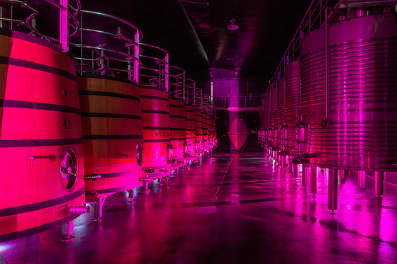 BODEGAS REGINA VIARUM - photo 3