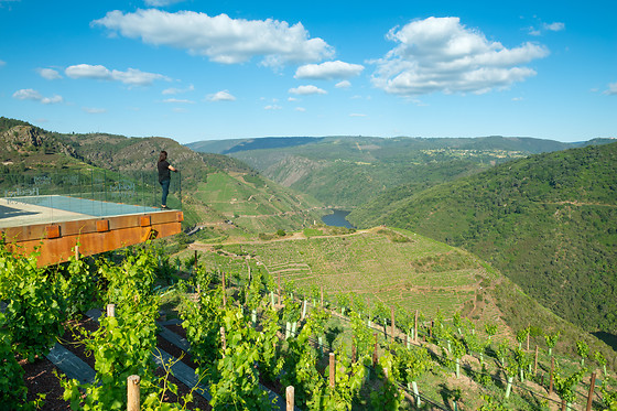 BODEGAS REGINA VIARUM - photo 2