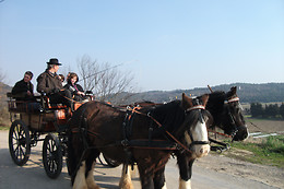 Poney  Express Attelage