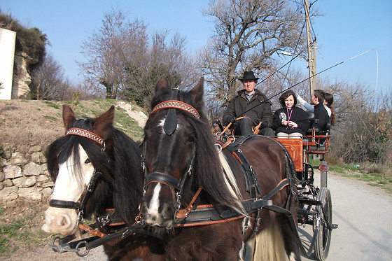 Poney  Express Attelage - photo 2
