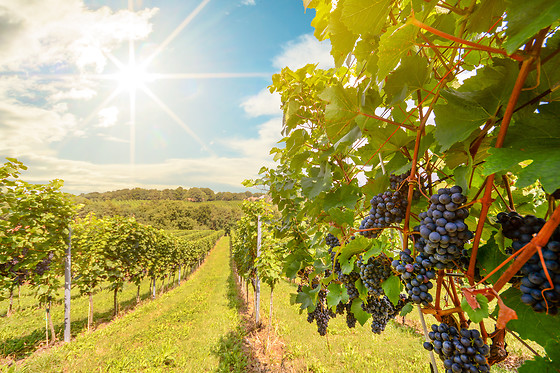 Weinwochenende in Frankreich