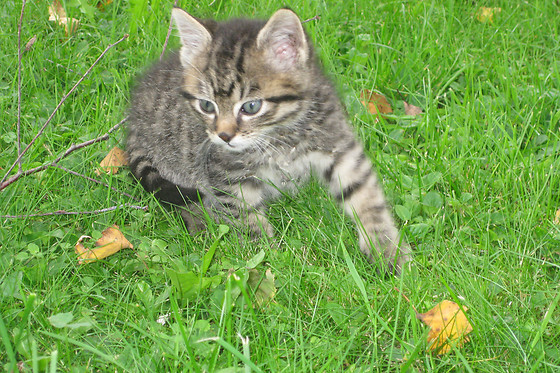 Schlaf im Stroh Familie Bucheli - photo 3