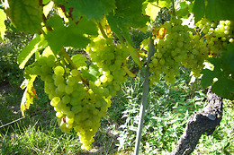 Clos des Cantons