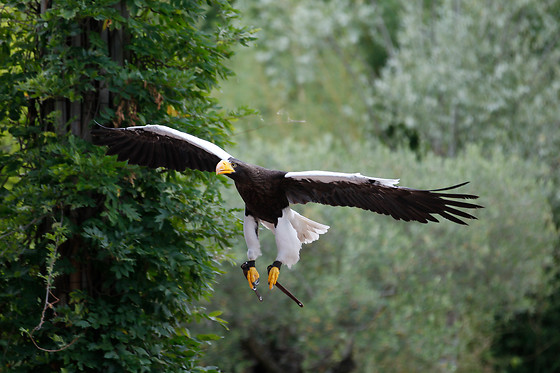Falconeria Locarno - photo 6