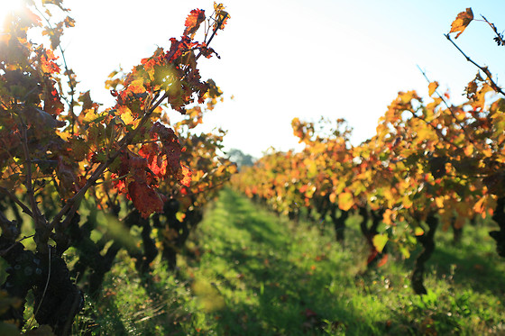 Domaine Virgile Joly et Cie - photo 2