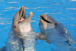 Marineland Hôtel