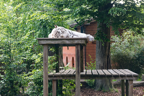 Parc zoologique de Maubeuge - photo 11