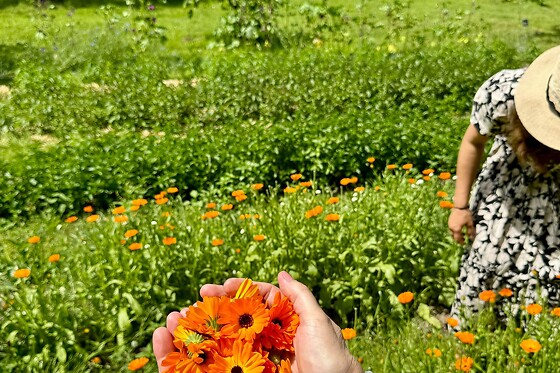 Anthemis - photo 8