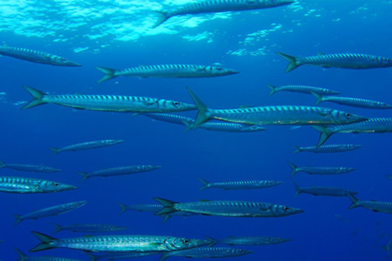 Gruppo Subacqueo Pesce Sole Sub - photo 0