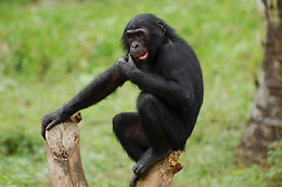 La Vallée des Singes