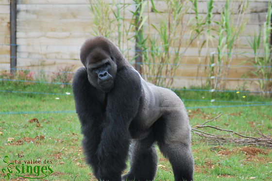 La Vallée des Singes - photo 1
