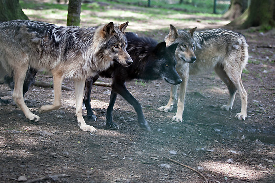 Parc Forestia - photo 4