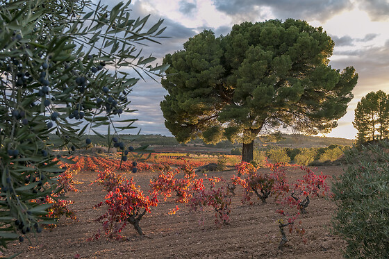 BODEGAS LOALTO - photo 0