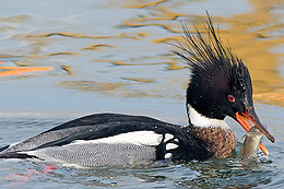 Birding Holland Oostvaardersplassen