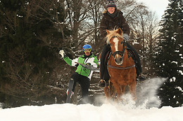 Happy Horses
